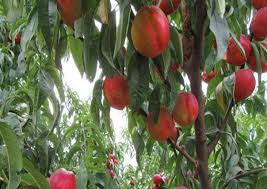 فروش شلیل حسن پوری