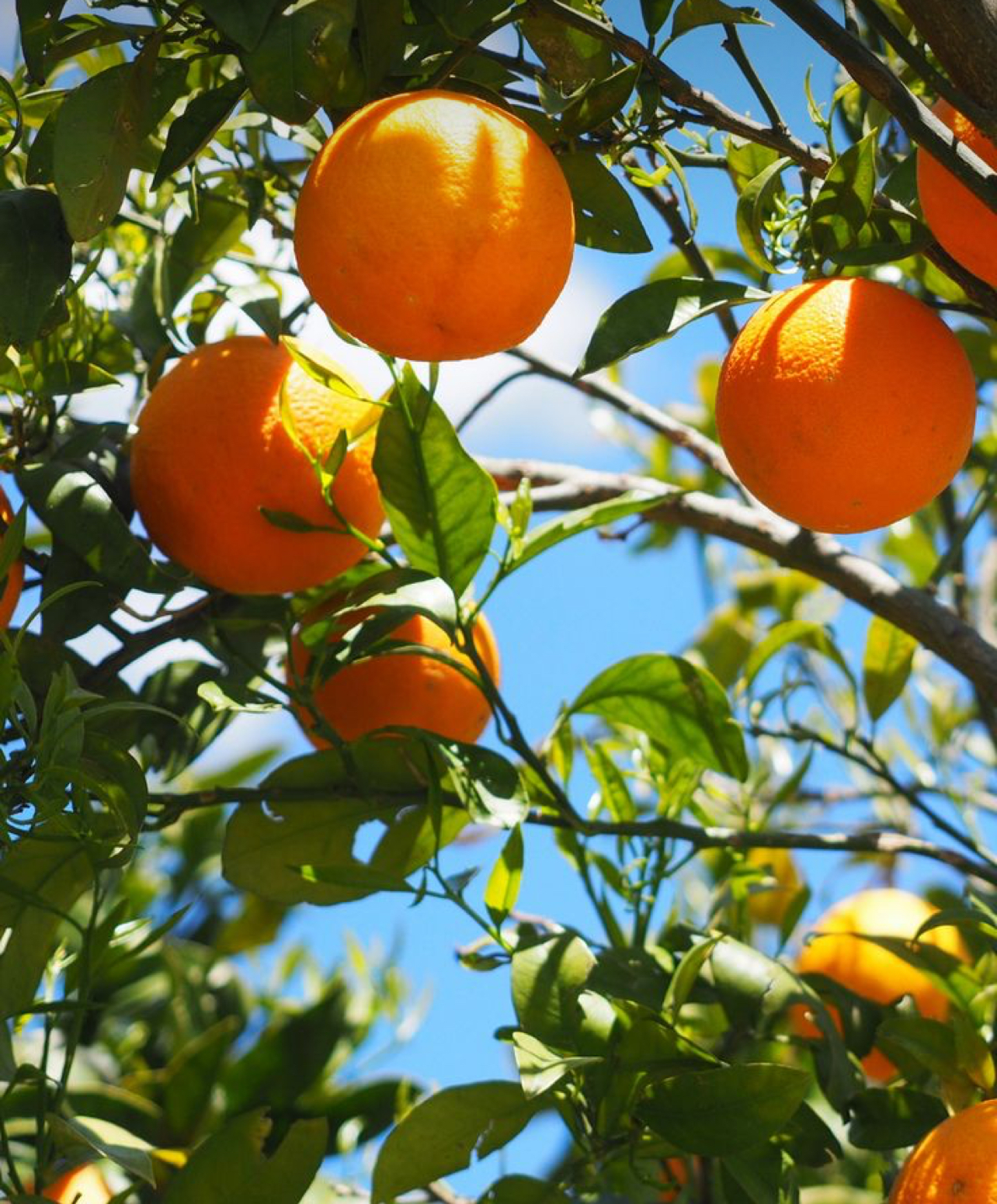 فروش پرتقال بیروتی