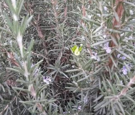 فروش رزماری (گیاه‌ دارویی)