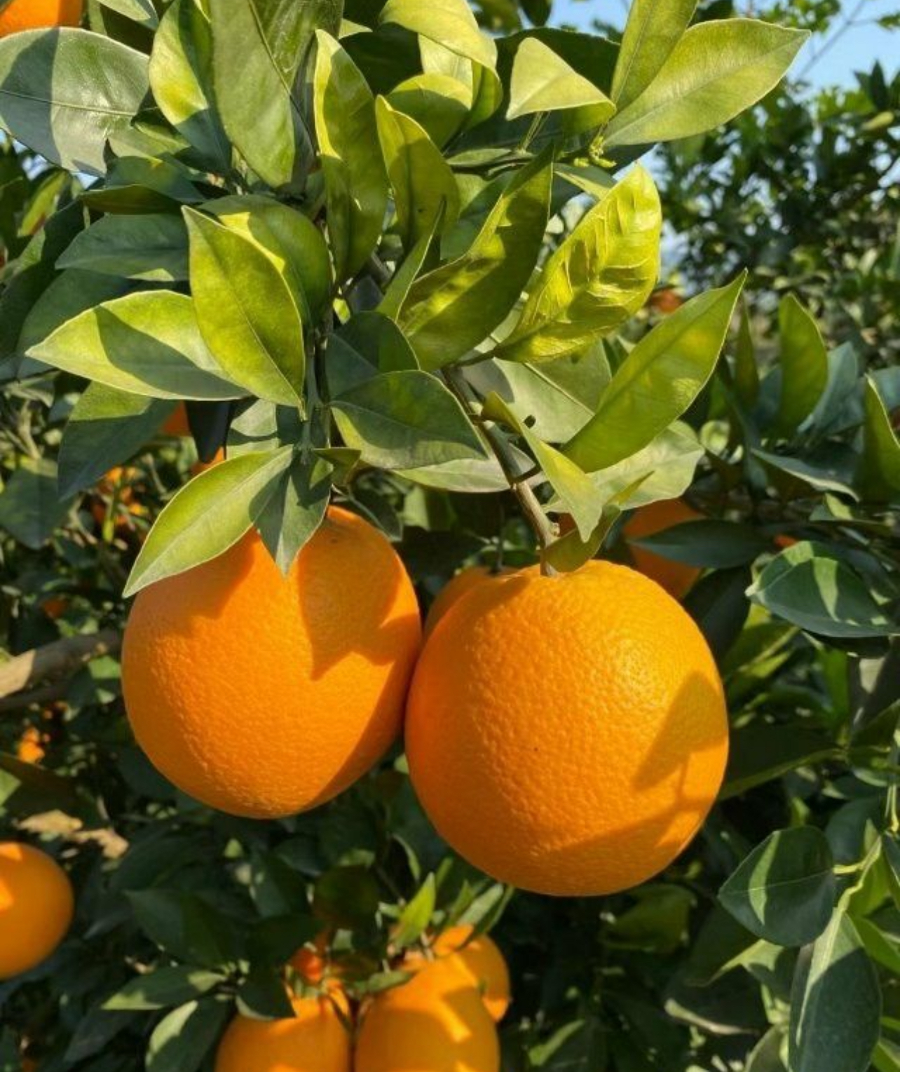 فروش پرتقال تامسون