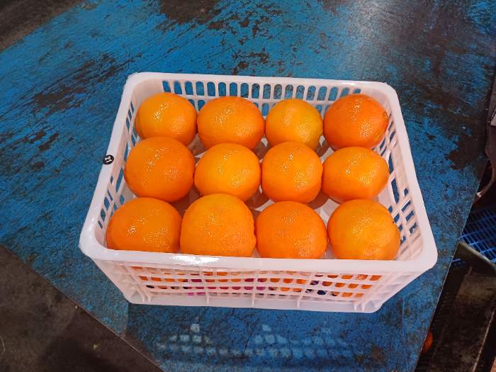 فروش پرتقال