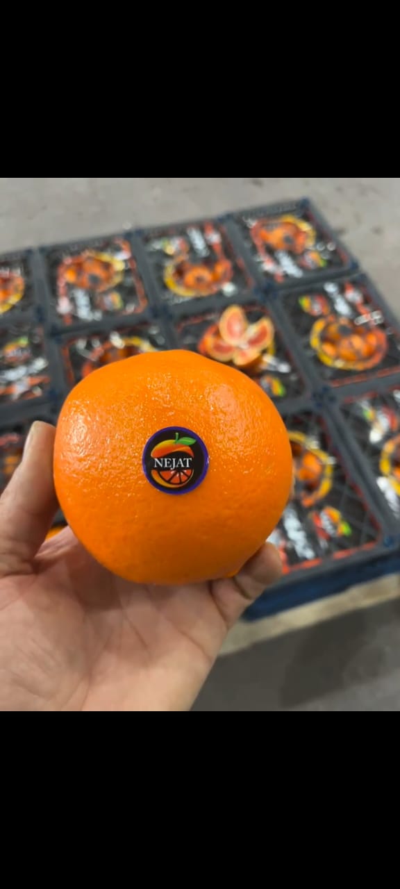 فروش پرتقال