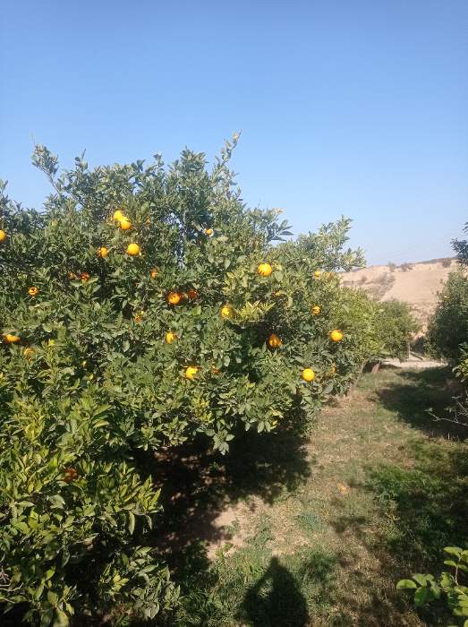 فروش پرتقال