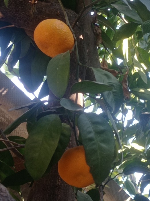 فروش نارنگی