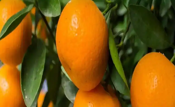 فروش نارنگی ژاپنی