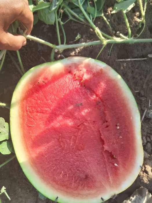 فروش هندوانه