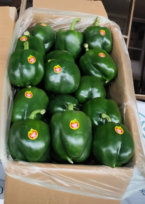 فروش فلفل دلمه ای