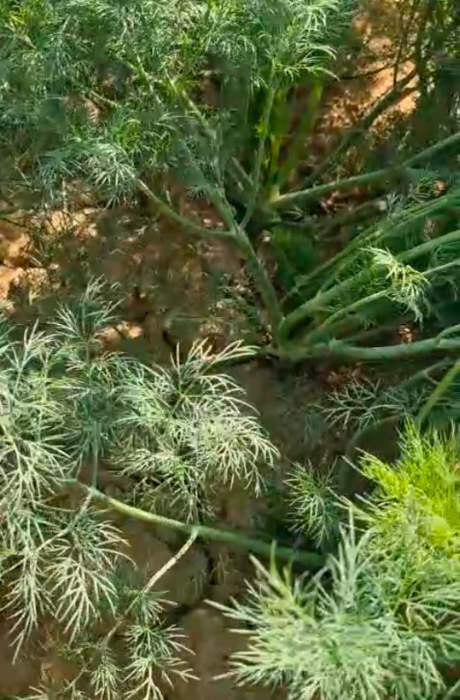 فروش شوید تازه