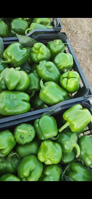 فروش فلفل دلمه ای