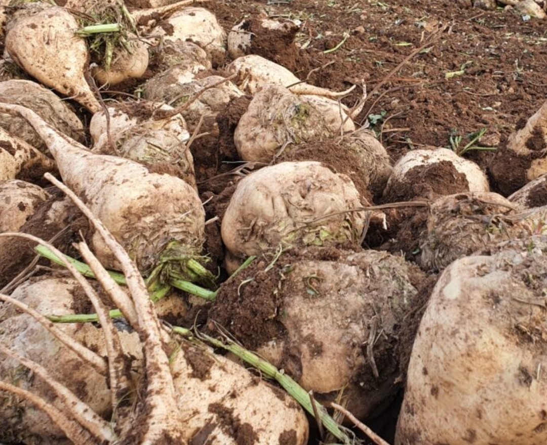 فروش چغندر قند