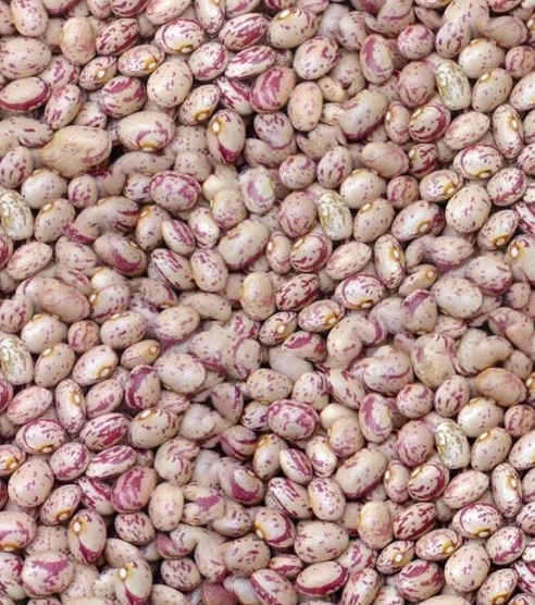 فروش لوبیا چیتی