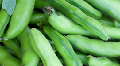 فروش باقلا تازه - باقالی - باقالا