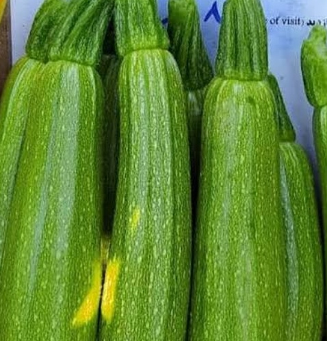 فروش کدو  سبز