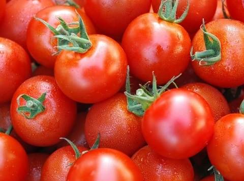 فروش گوجه فرنگی