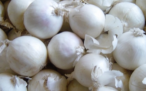 فروش پیاز