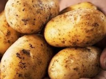 فروش سیب زمینی