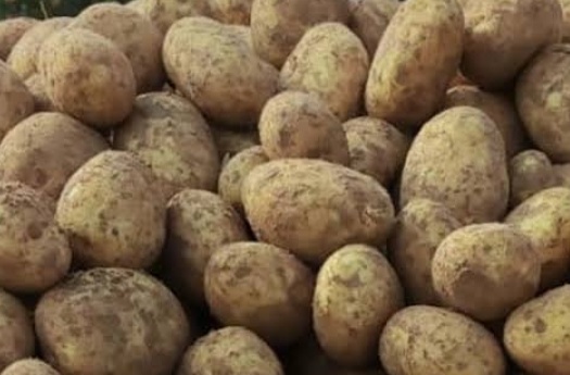 فروش سیب زمینی