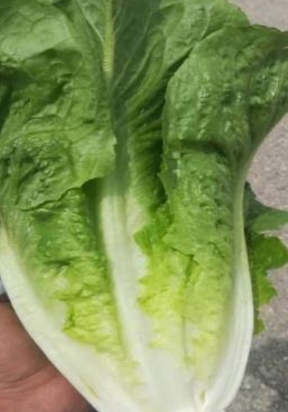 فروش کاهو ایرانی - رومانو