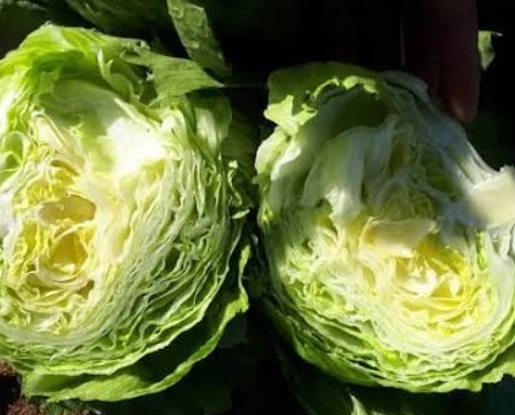 فروش  هکتاری کاهو ایسبرگ - آیسبرگ