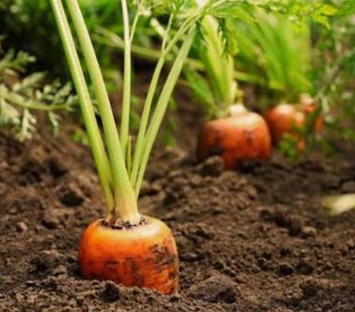 فروش هکتاری هویج