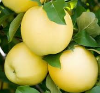 فروش سیب زرد