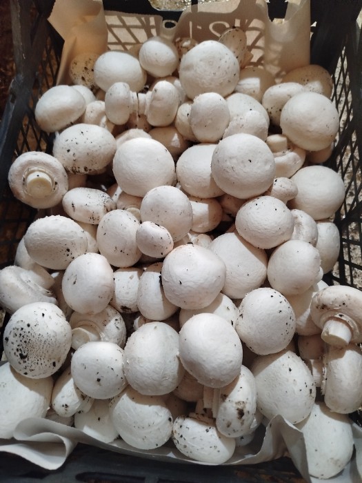 فروش قارچ دکمه ای