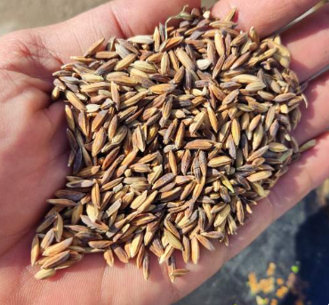 فروش شلتوک برنج