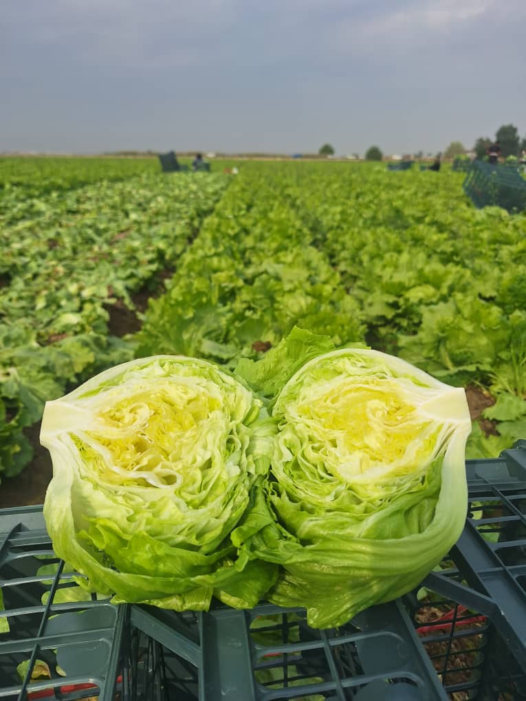 فروش کاهو ایسبرگ - آیسبرگ