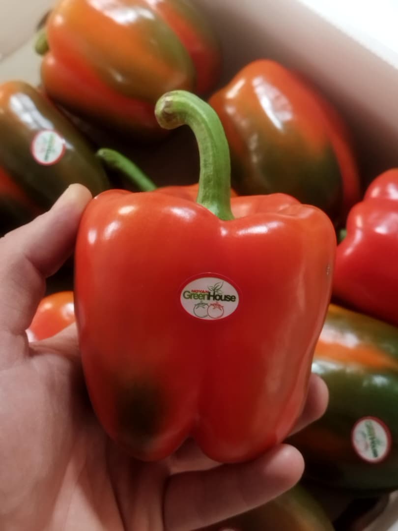 فروش فلفل دلمه ای