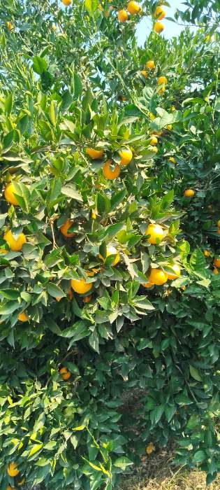 فروش پرتقال