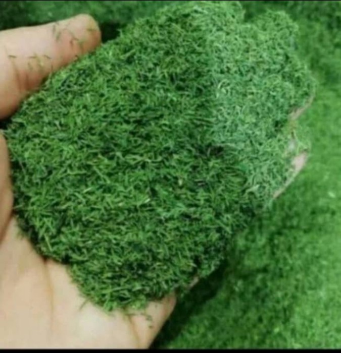 فروش شوید خشک (گیاه‌ دارویی)