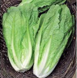 فروش کاهو ایرانی - رومانو