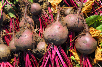 فروش چغندر لبو