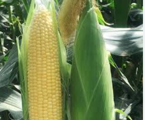 فروش ذرت مکزیکی