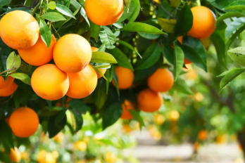 فروش پرتقال تامسون