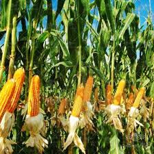 فروش ذرت علوفه ای