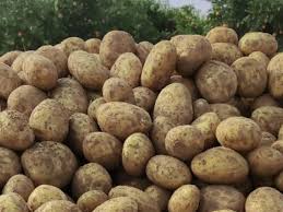 فروش سیب زمینی