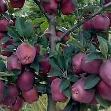 فروش سیب قرمز