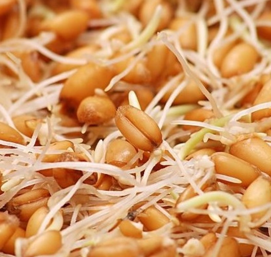 فروش جوانه گندم