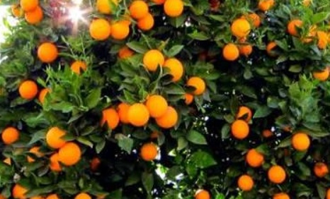 فروش پرتقال