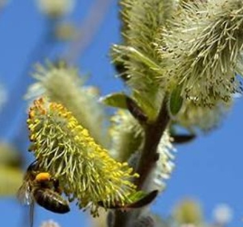 فروش عرق بیدمشک