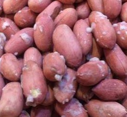 فروش بادام زمینی بی قلاف