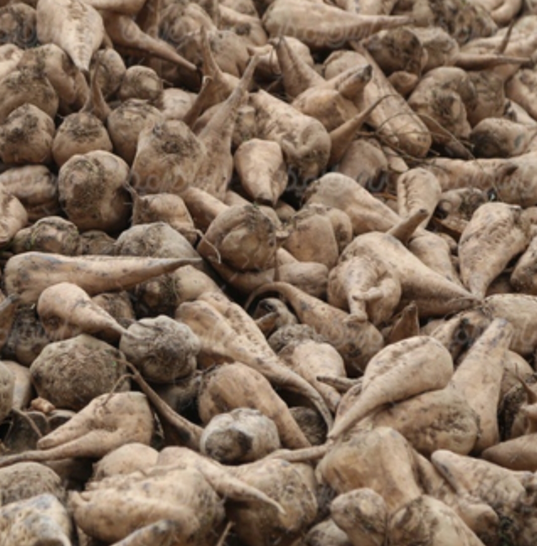 فروش چغندر قند