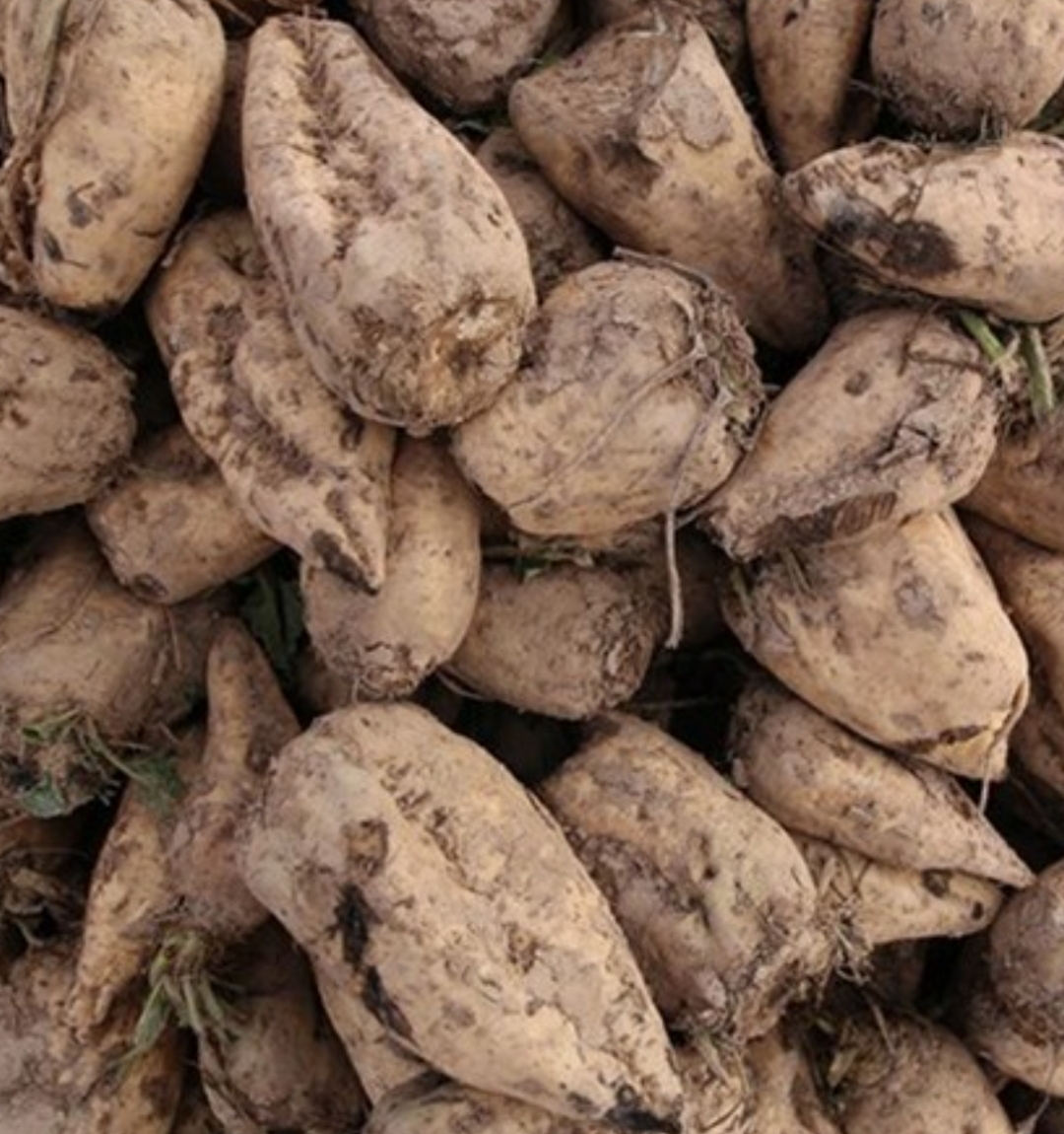 فروش چغندر قند