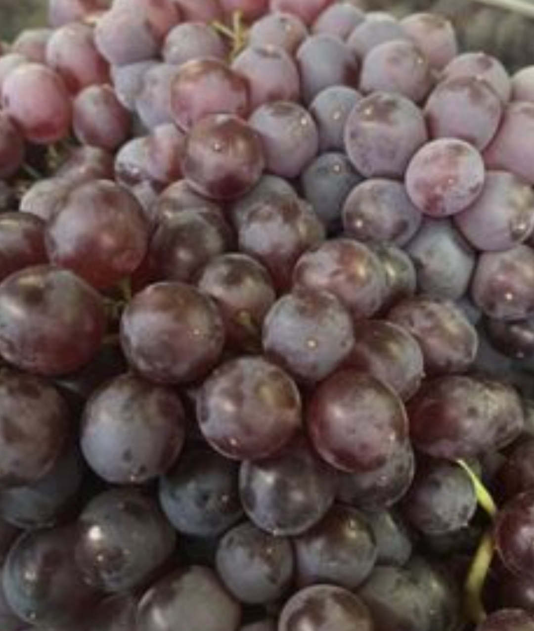 فروش انگور