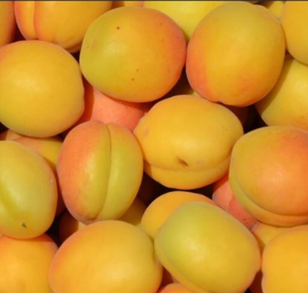 فروش زردآلو