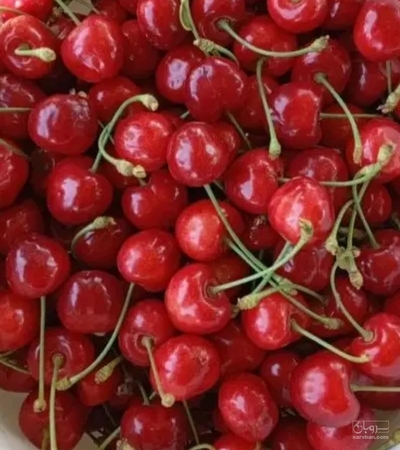 فروش گیلاس