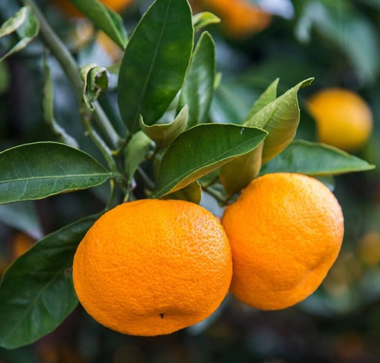 فروش نارنگی ژاپنی