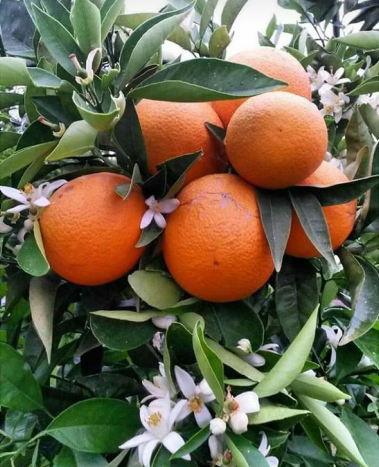 فروش پرتقال خونی