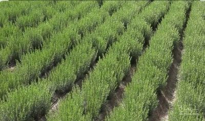 فروش ترخون (گیاه‌ دارویی)